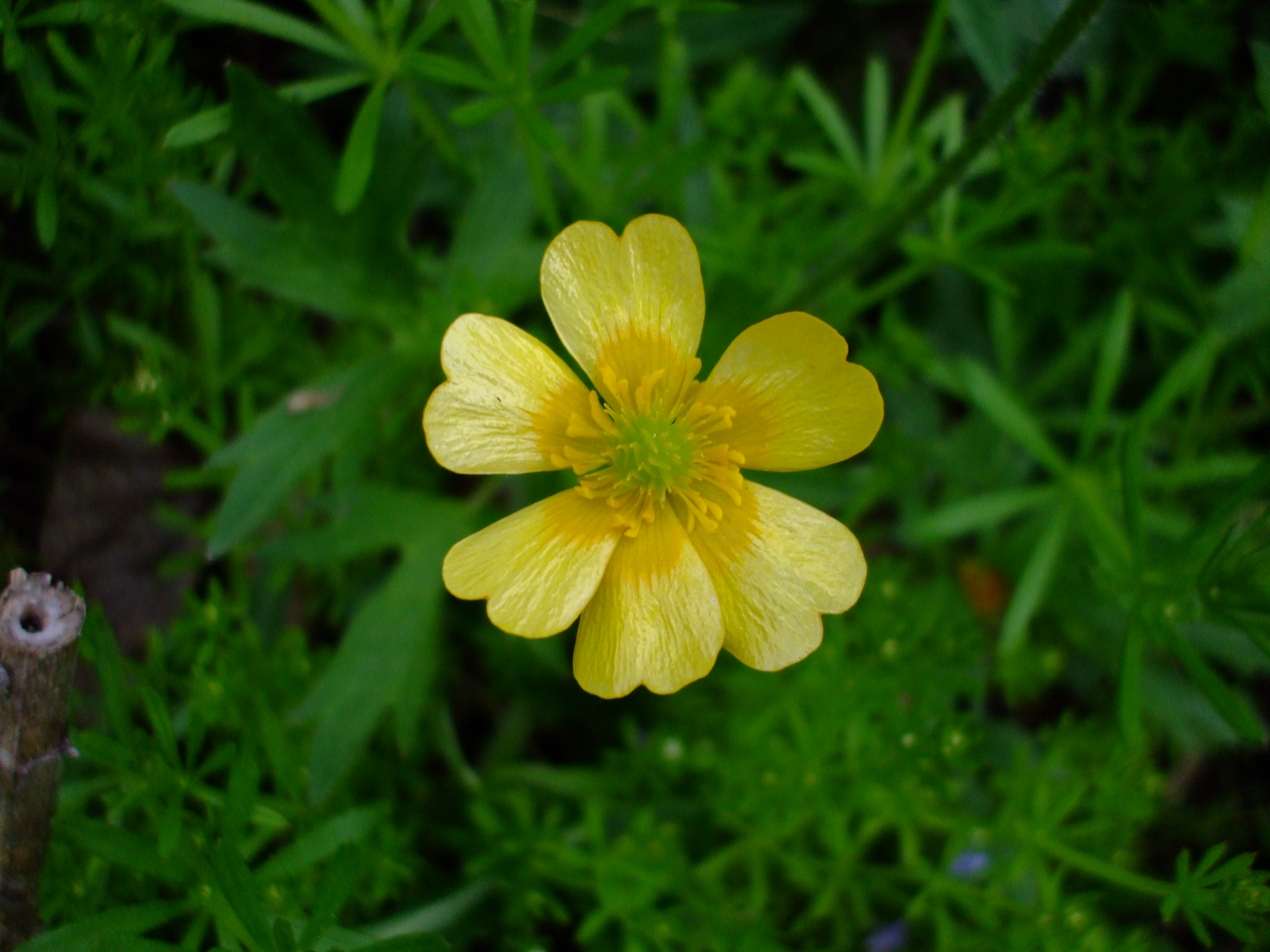 Ranunculus hispidus